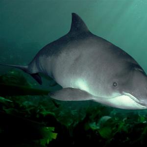 Harbour porpoise (Phocoena phocoena) off Isle of Man, Irish Sea, UK