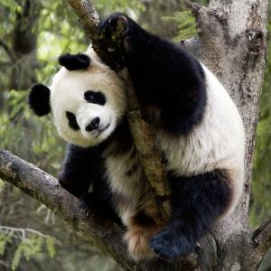 Giant panda in tree, Wolong Nature Reserve, China. © Bernard De Wetter / WWF