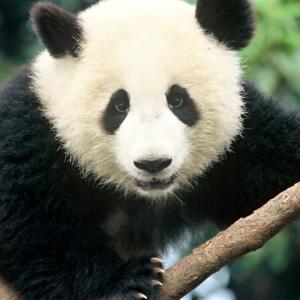 Giant panda © Michel Gunther / WWF