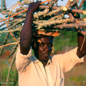Man carrying sticks