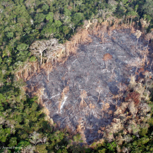 Amazon deforestation
