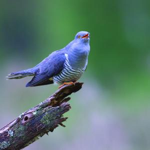 Cuckoo