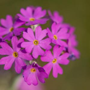bird's-eye primrose (Primula farinosa)