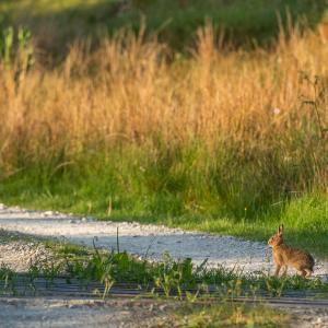 A portrait of a leveret (Lepus europaeus) on a nature reserve track in the Wild Ingleborough project area.