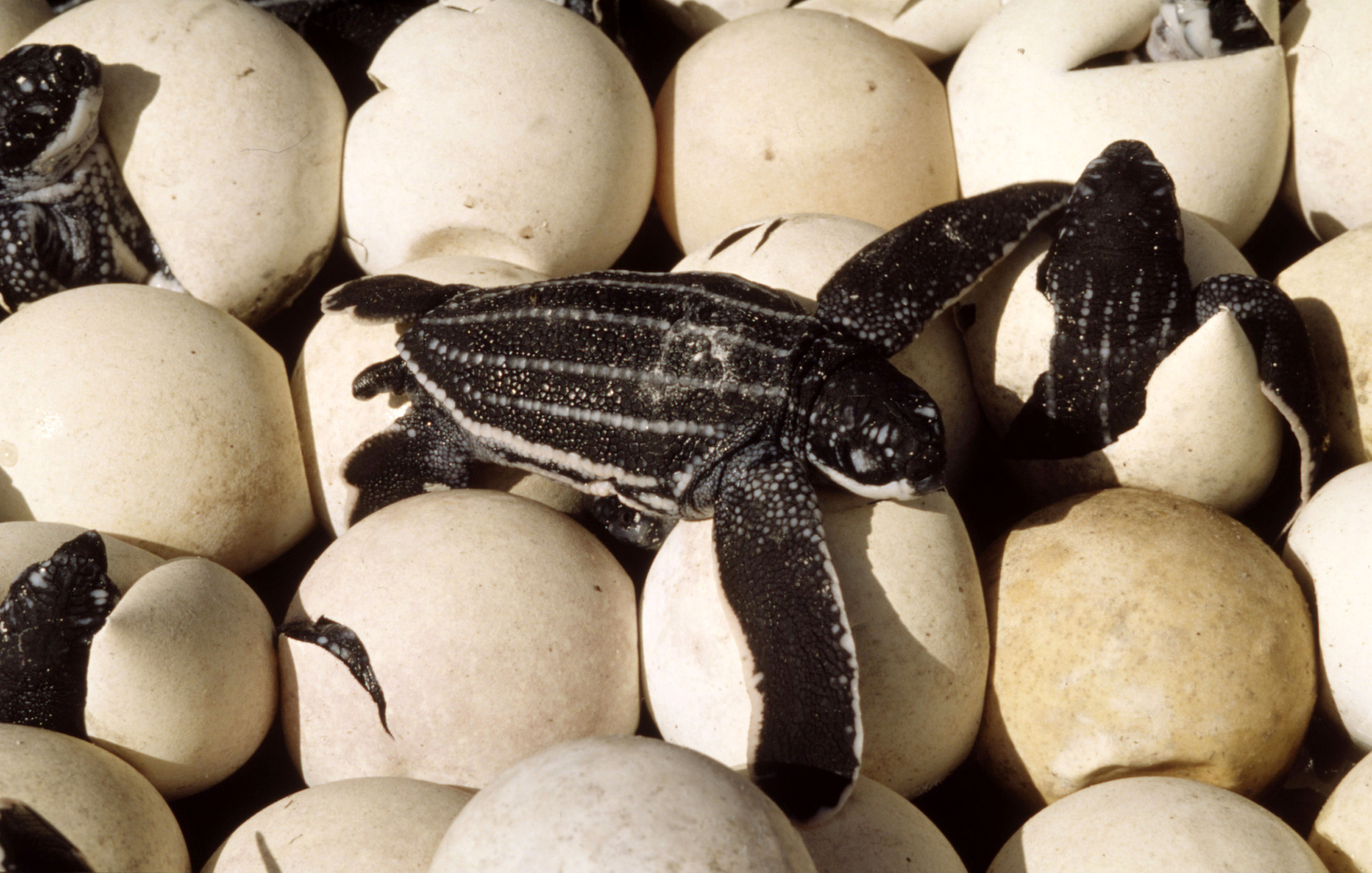 how long does it take for turtle eggs to hatch in minecraft how long does it take for turtle eggs to hatch in minecraft
