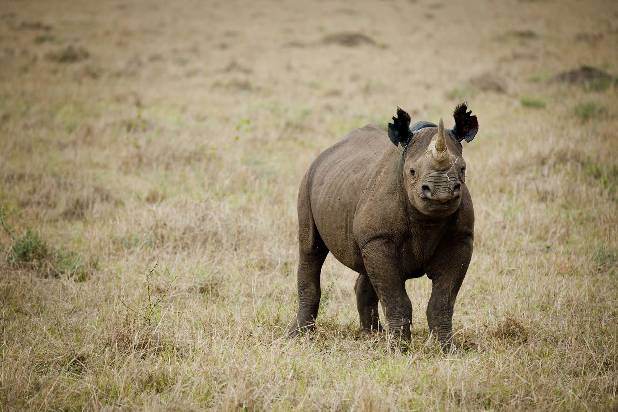A recently notched black rhino