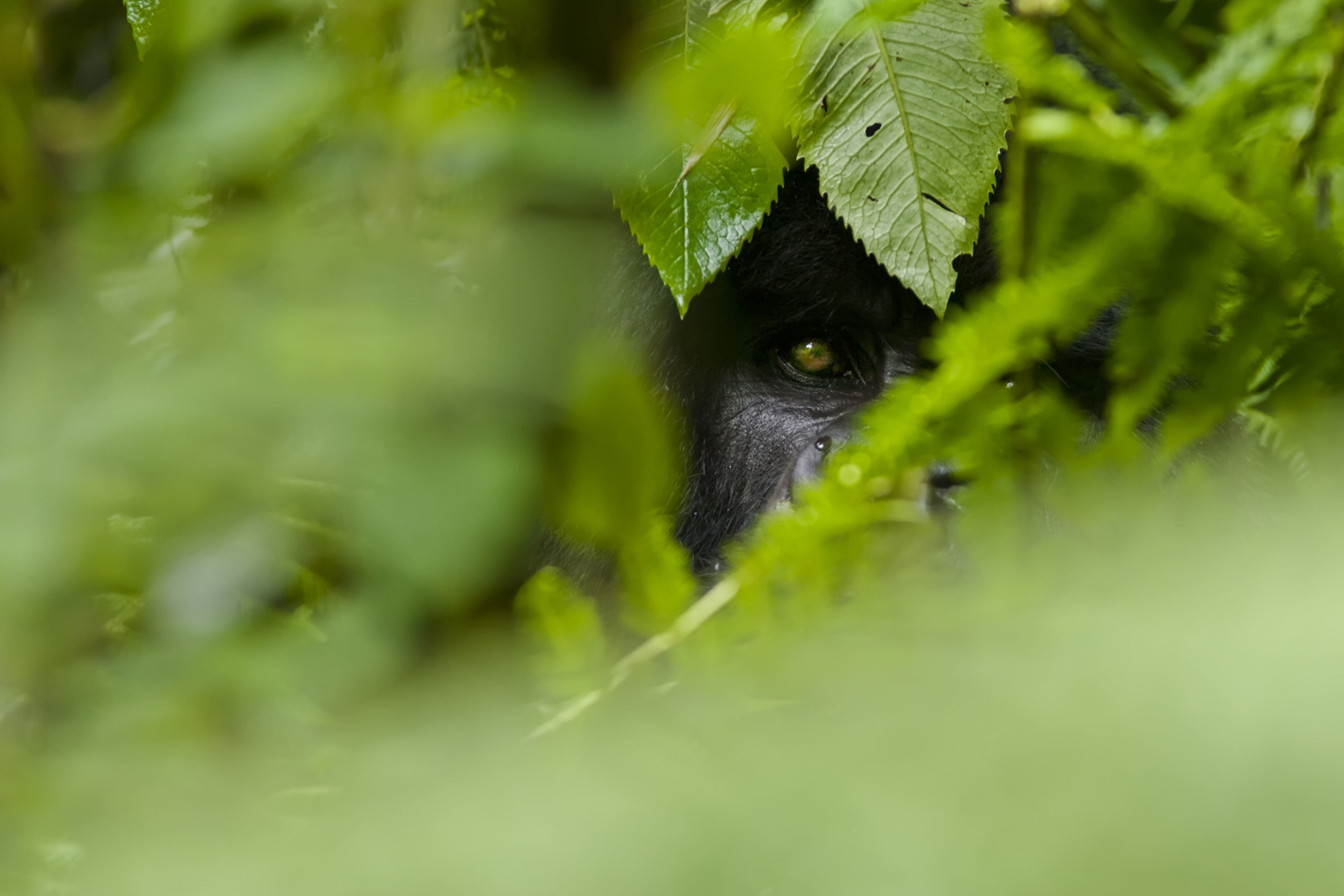 Gorilla hiding in the undergrowth
