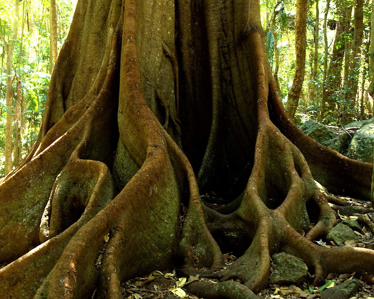 Twisted tree