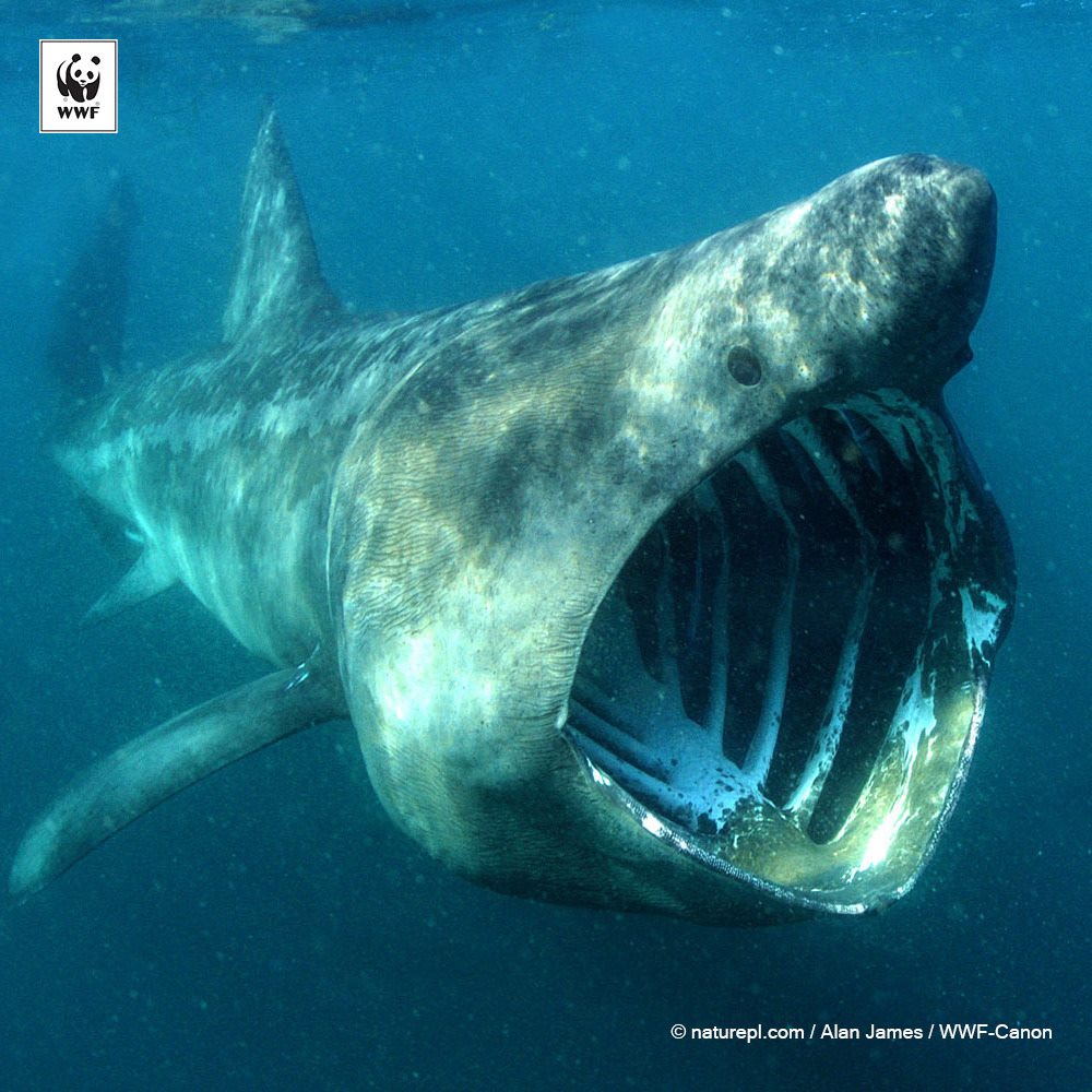 Basking Shark