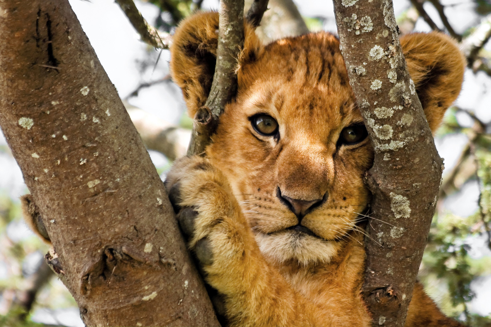 Cute lion cub (Panthera leo) up a tree in Serengeti National Park, Africa.