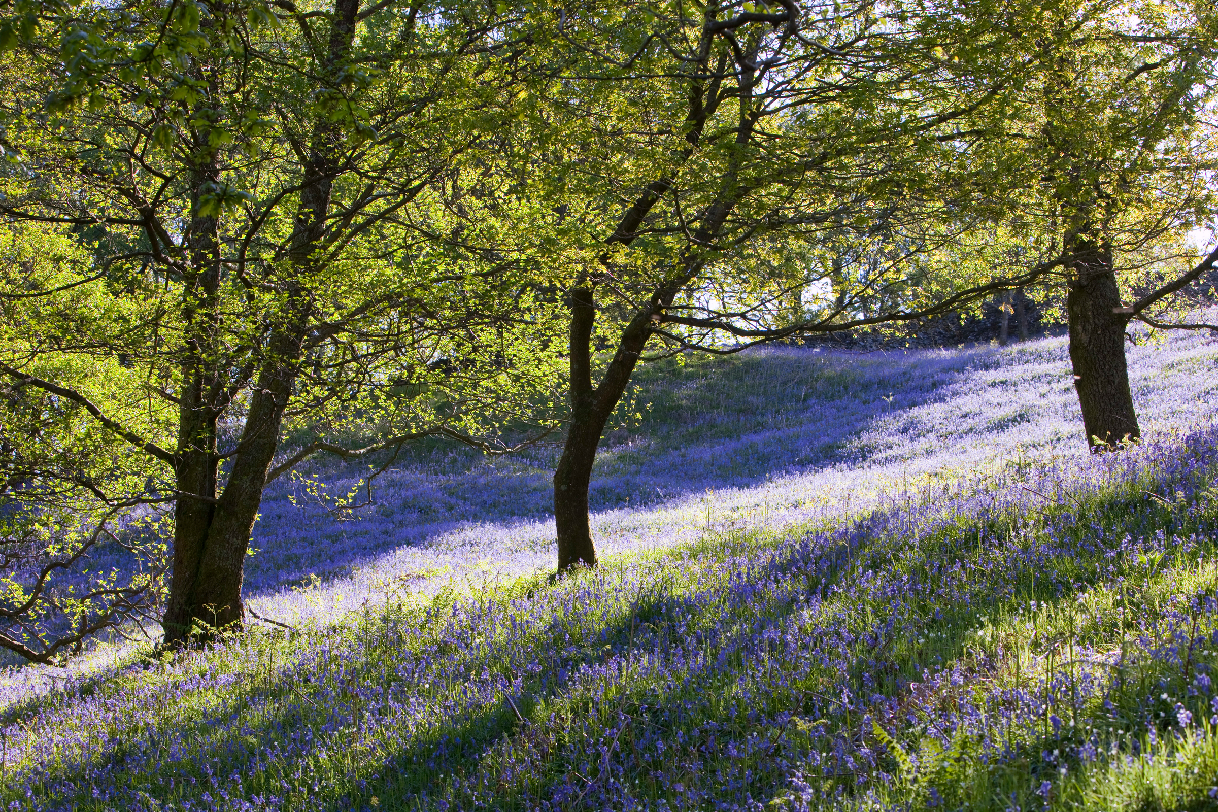 Bluebells growing near Rydal in the Lake District, UK.