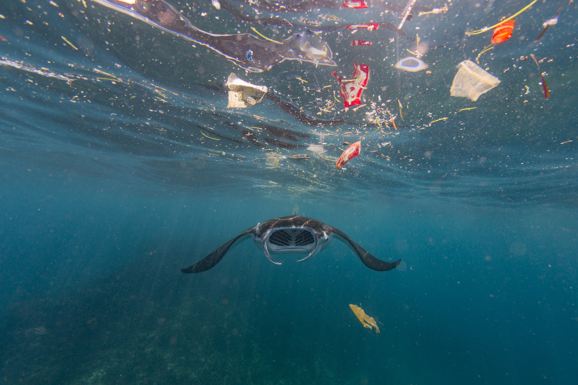 A reef manta ray (Mobula alfredi) swimming in the ocean surrounded by plastic waste, 