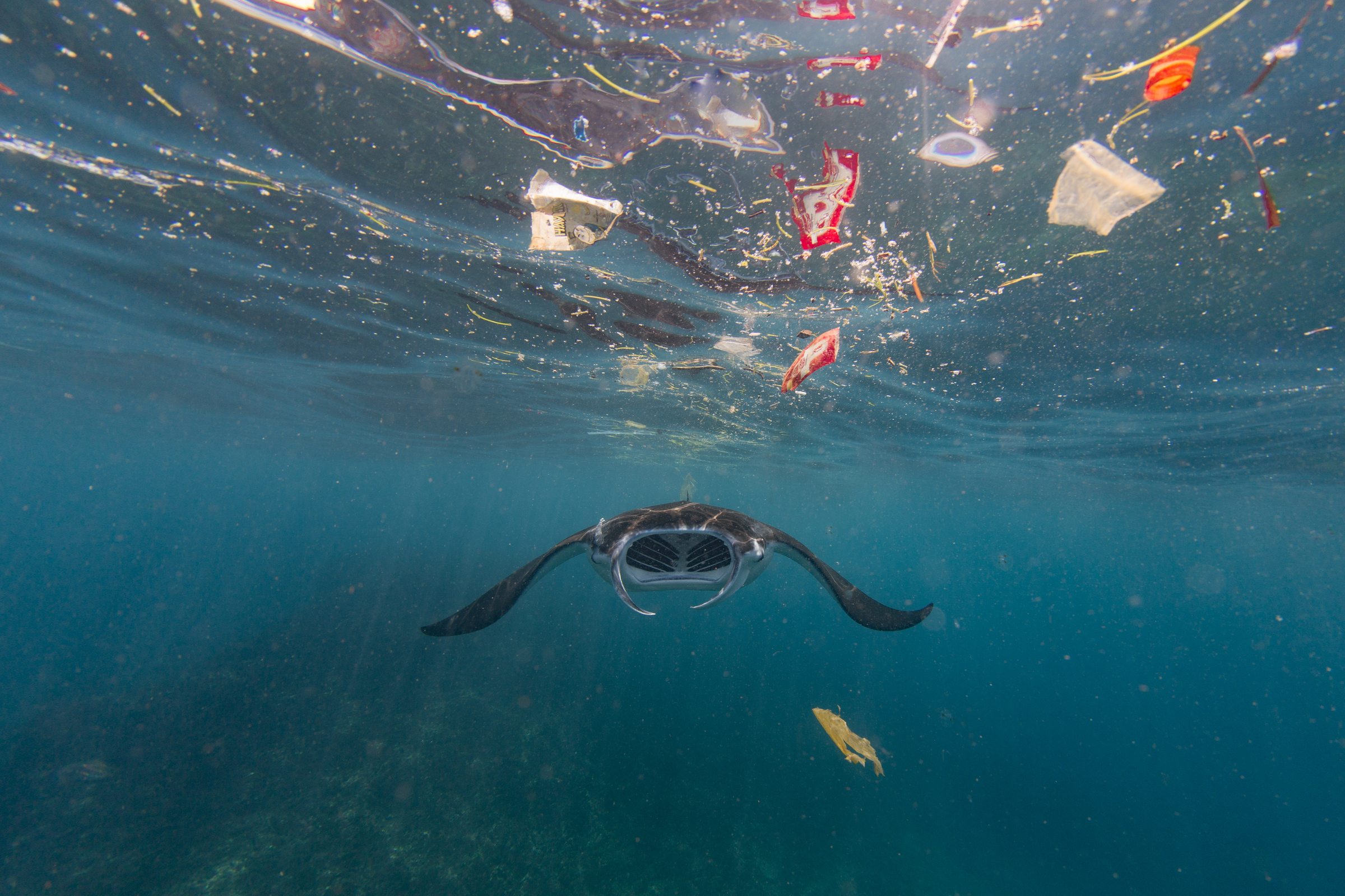 Will there be more plastic than fish in the sea? | WWF