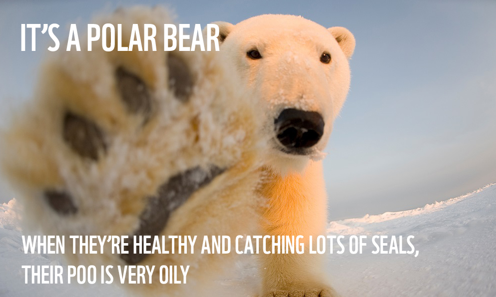 How well do you know your animal poo? | WWF