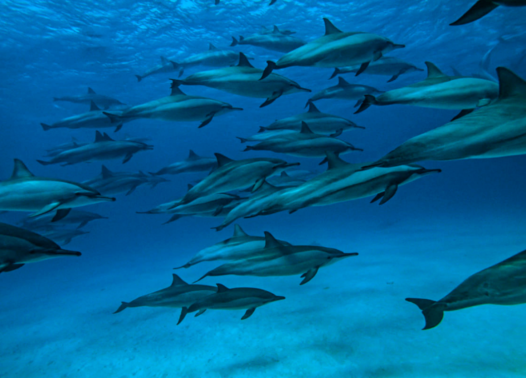Dolphins underwater in blue sea