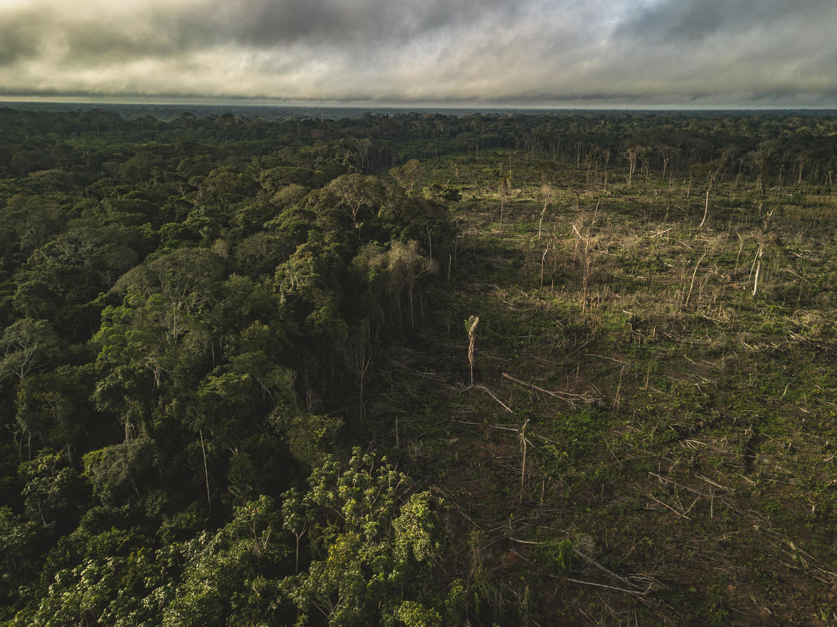 Showing the devastation caused by logging in the Amazon rainforest