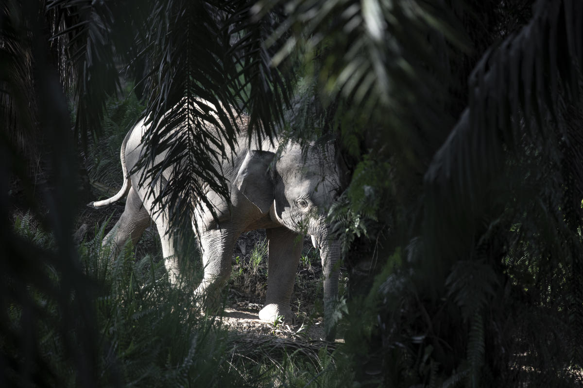 Bornean Elephant running through Sabah Softwoods oil palm plantation in Sabah, Borneo, Malaysia A solitary elephant looking over the plain