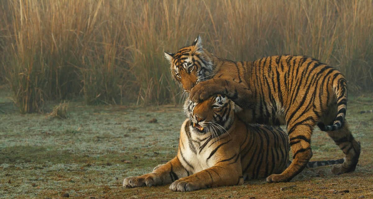 Two large tiger cubs playing