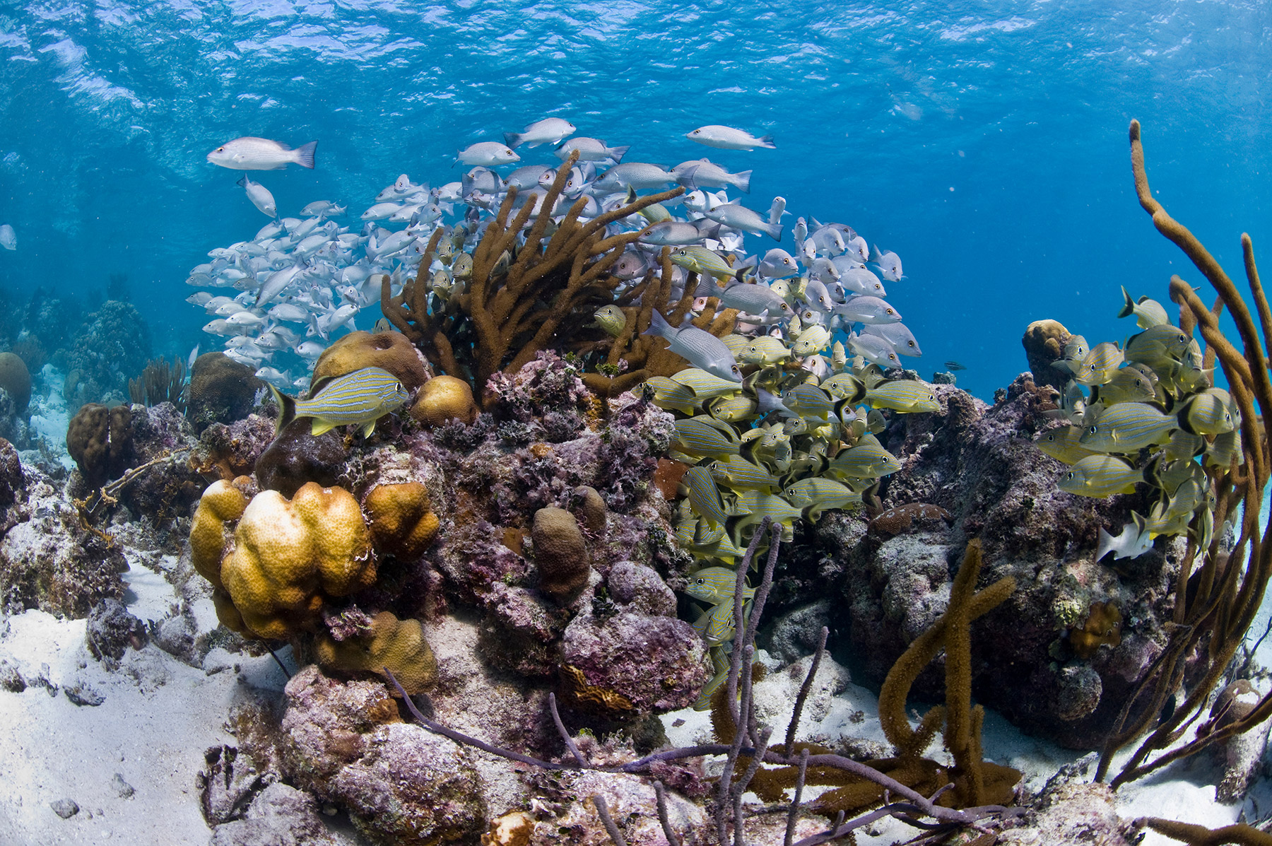 The barrier reef off the coast of Belize