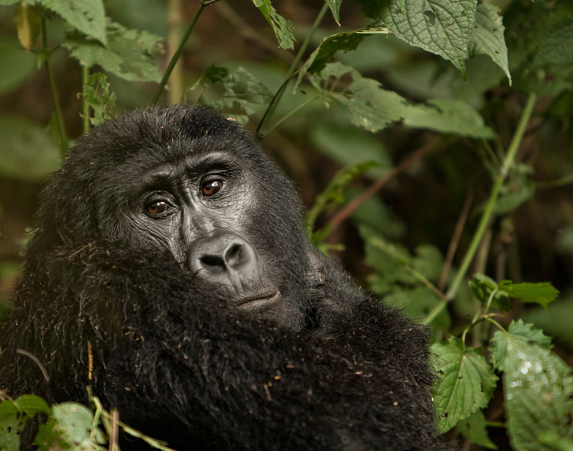 A Mountain gorilla looking straight at the camera