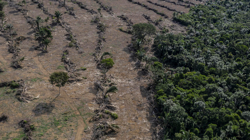 Deforestation next to a soybean plantation. Deforestation next to a soybean plantation along the BR-364 highway near the Jamari River, Rondônia.