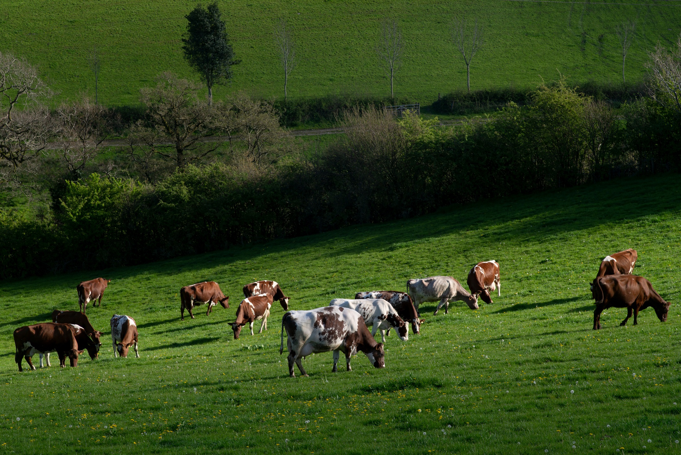 Strickley Farm in Kendal, South Cumbria, England practices regenerative ...