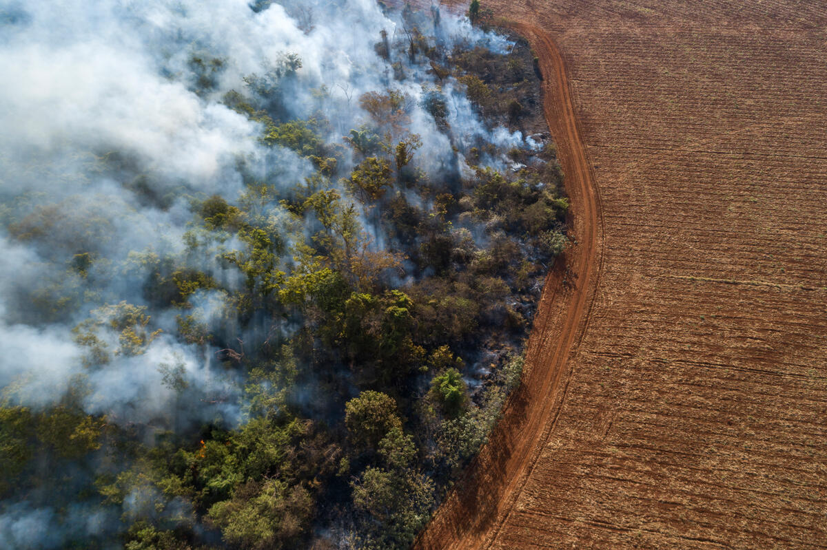 Forest burning