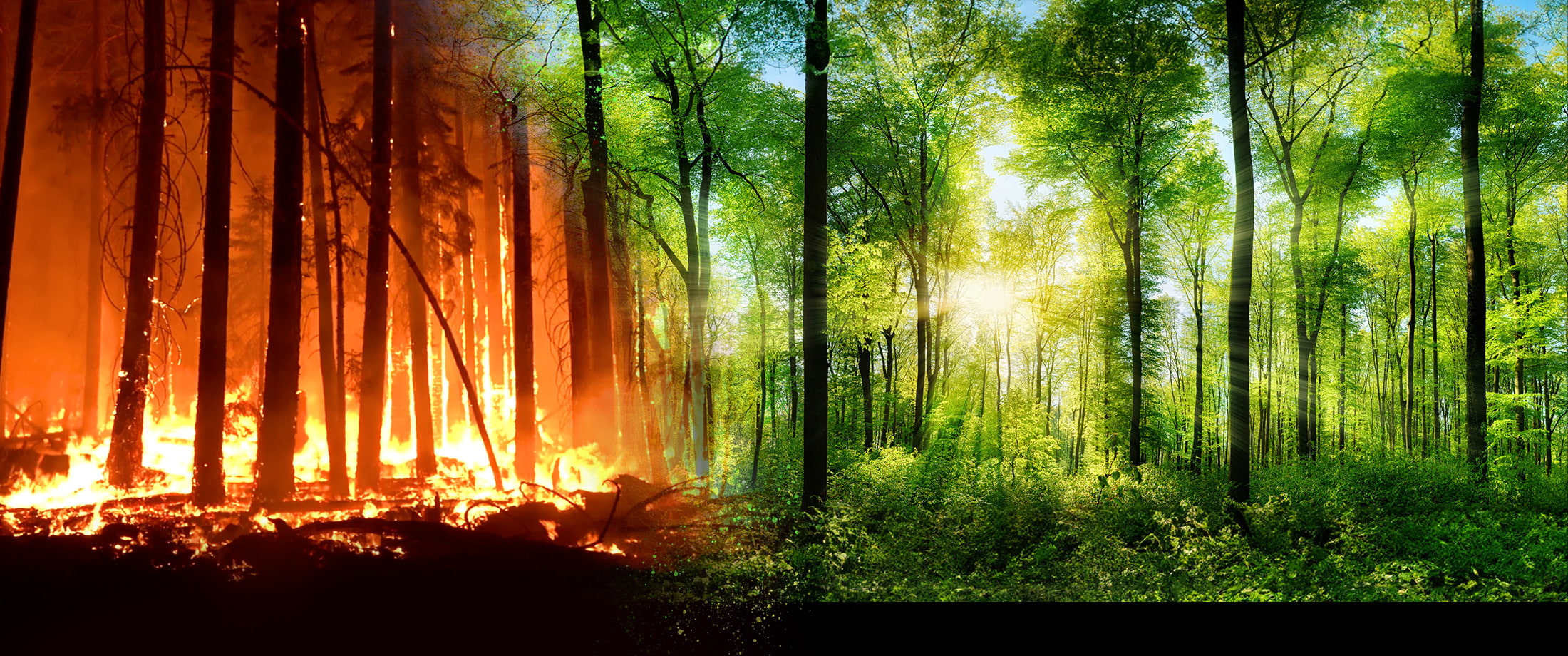 A split image, on the left is a burning fire, on the right is a lush forest with the sunlight beaming through the trees.