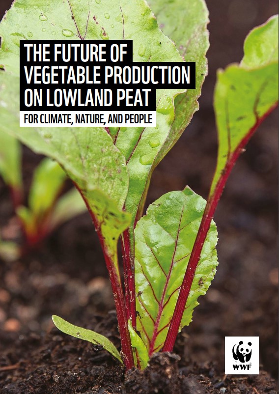 The cover image for The Future of Vegetable Production on Lowland Peat report which shows a close up of vegetables growing in soil.