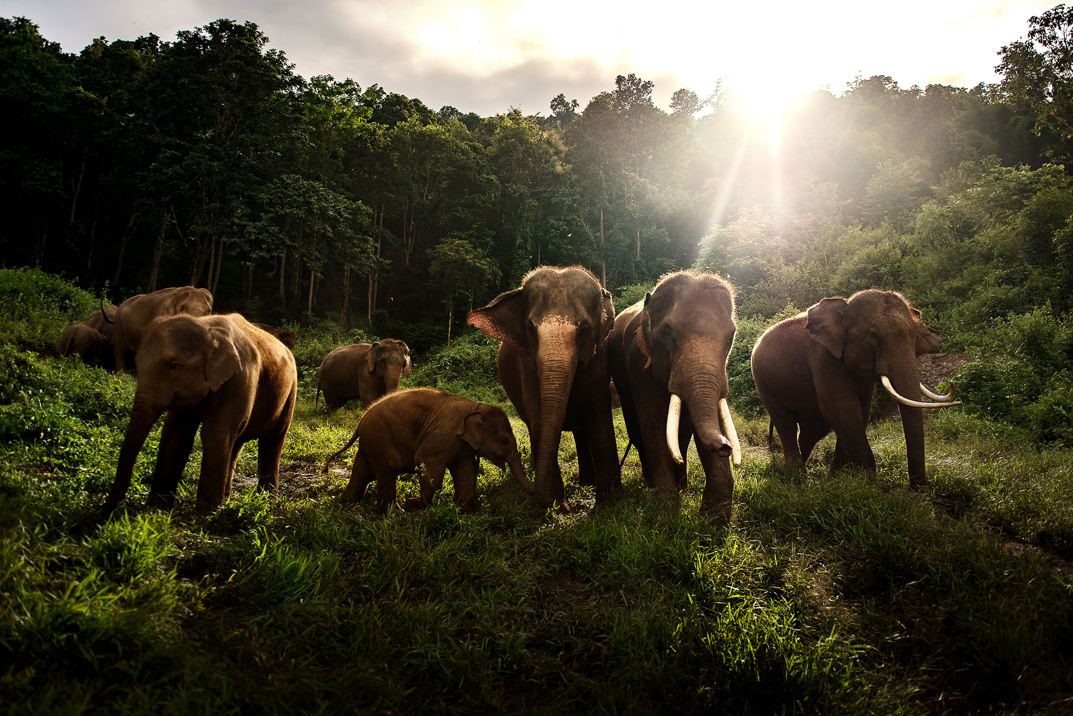 Asian elephant herd eating green grass in the wild, Thailand. 2018.