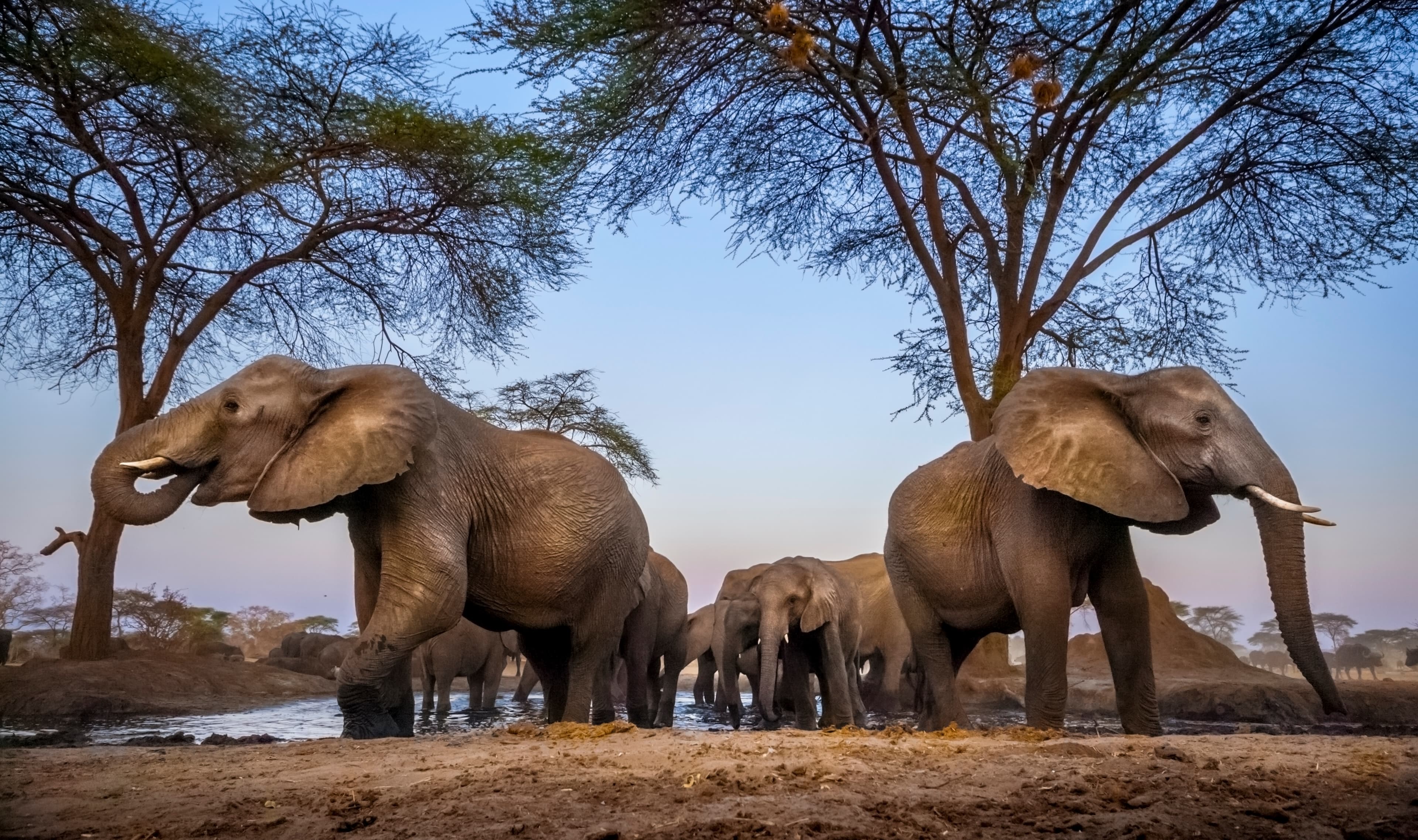 A herd of elephants at a watering hole