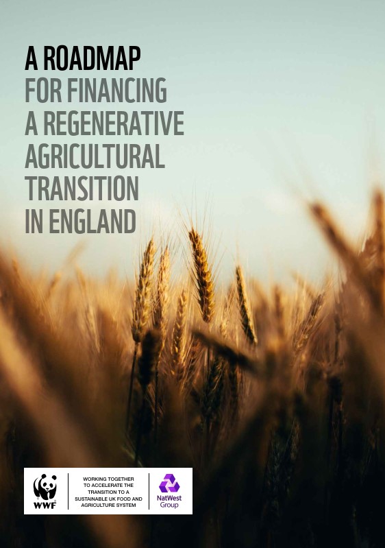 A roadmap for financing a regenerative agricultural transition in England report cover image A roadmap for financing a regenerative agricultural transition in England report cover image which shows a close up of a field of grain
