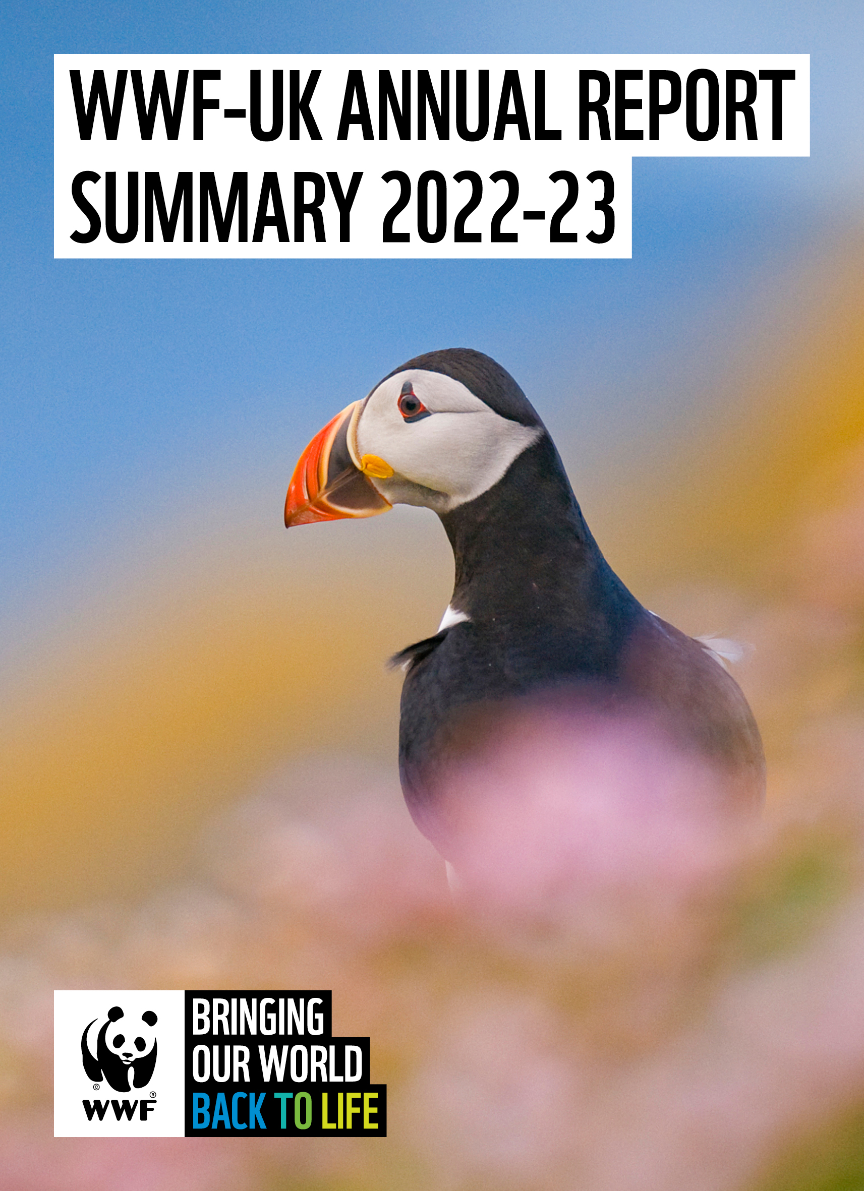 An Atlantic puffin among purple thrift and yellow lichens, Shetland, Scotland. With the text 'WWF-UK Annual Report Summary 2022-23' and WWF logo