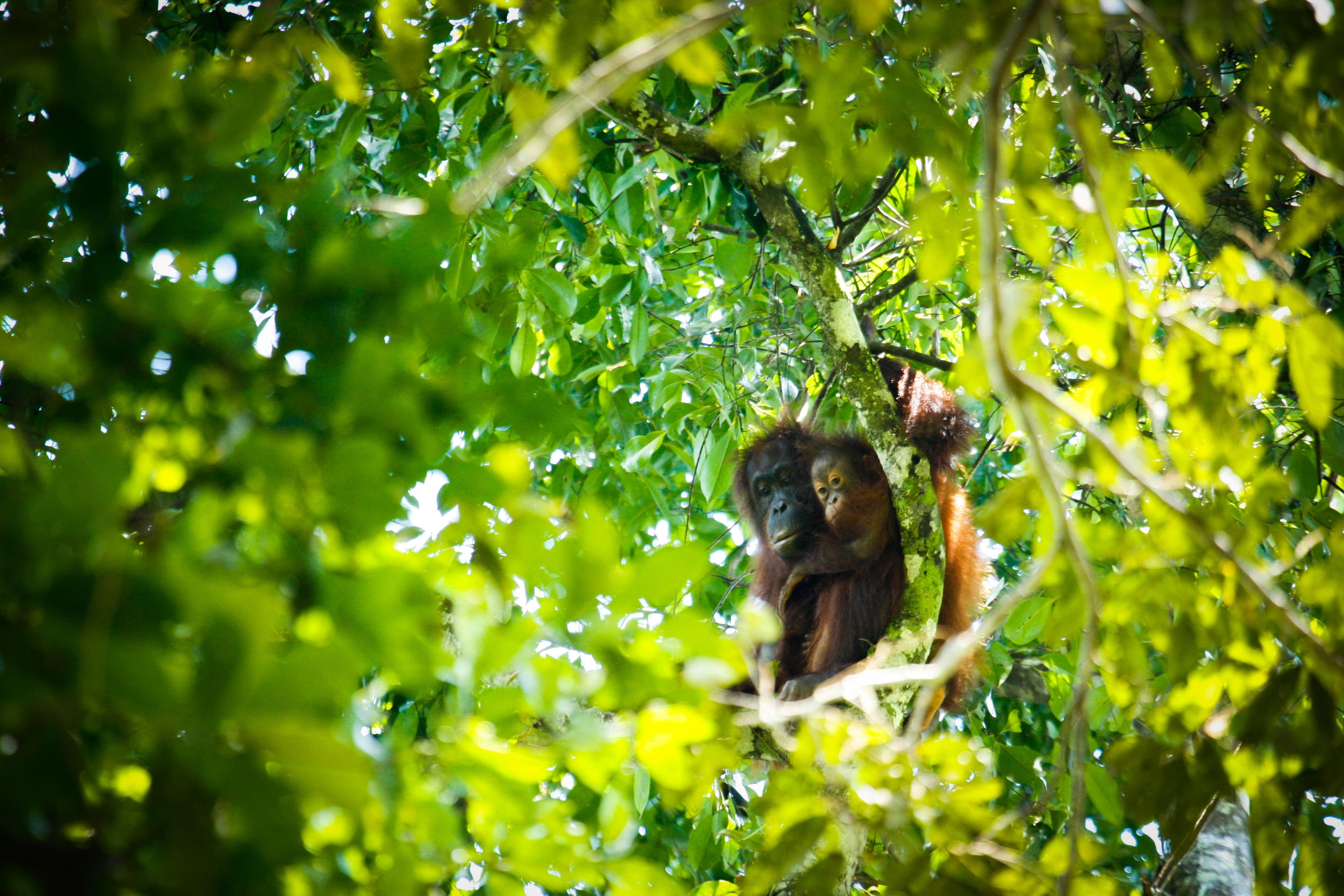 Orangutans: VIPs of Asia's rainforests | WWF