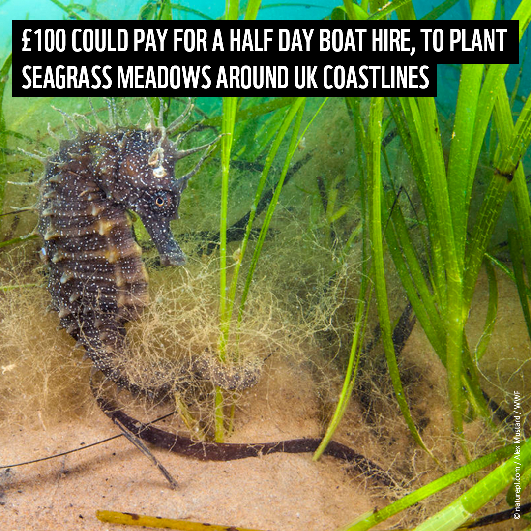 Seahorse in Seagrass meadow