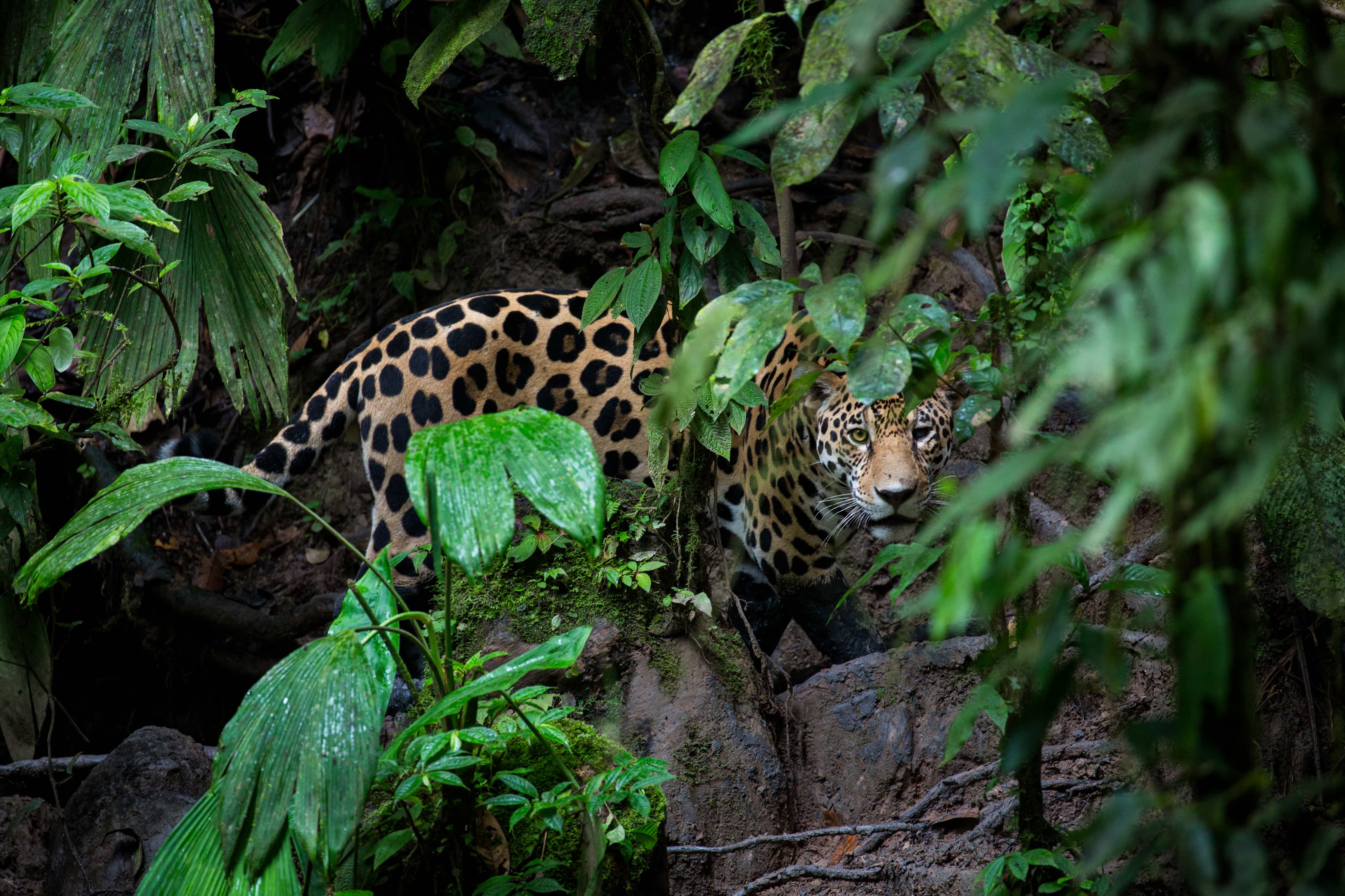 Jaguar (Panthera onca) looking through forest leaves, Yasuni National Park, Ecuador. Amazon Rainforest.