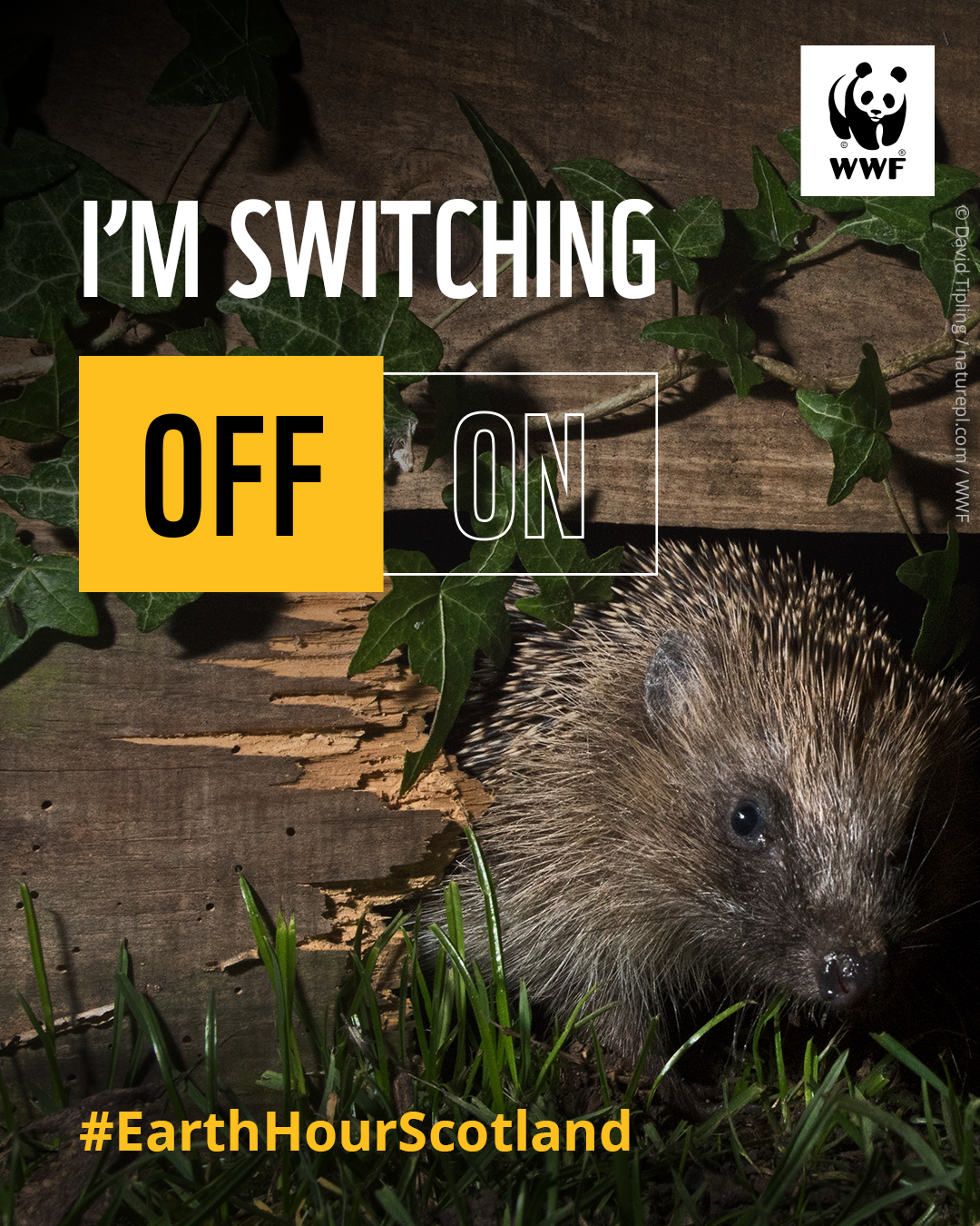 A hedgehog at night time peering through a hole in the base of a fence. Overlapping text reads, 'I'm switching off, #EarthHourScotland'