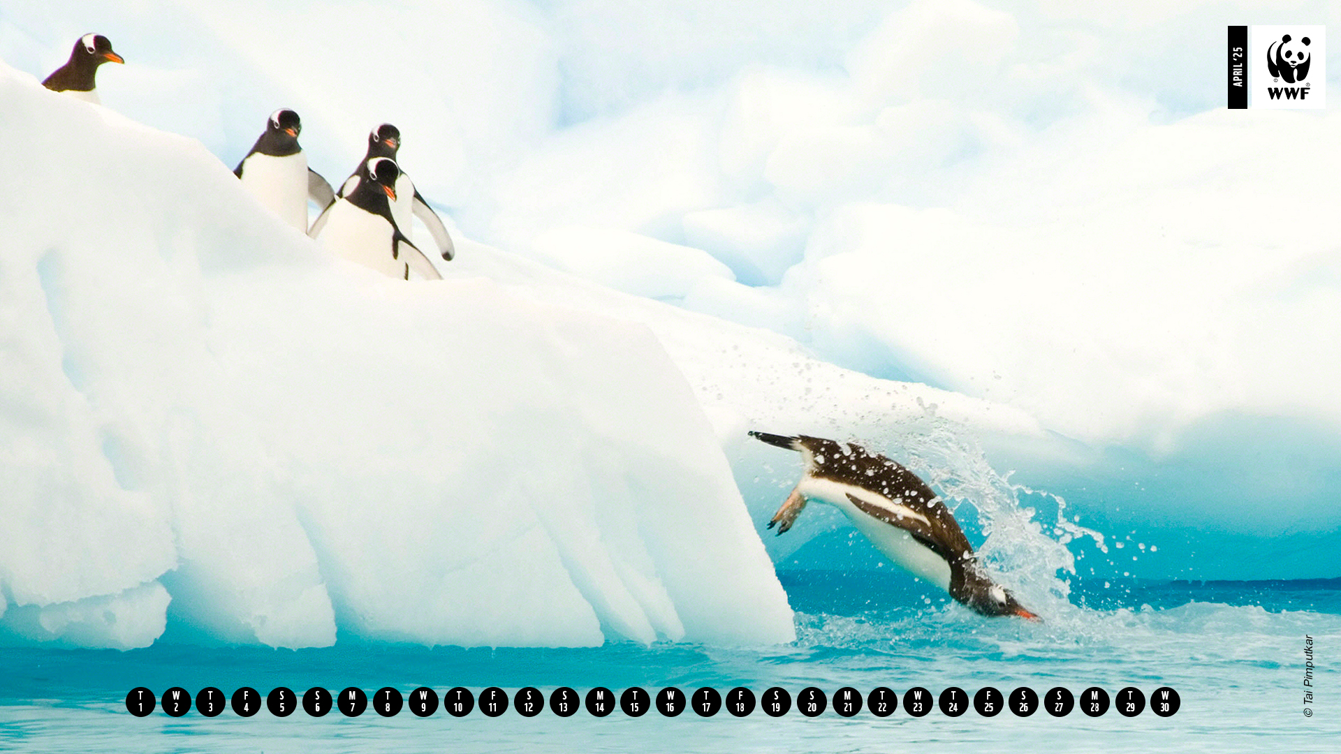 Penguins on ice diving into water Penguins on ice diving into water