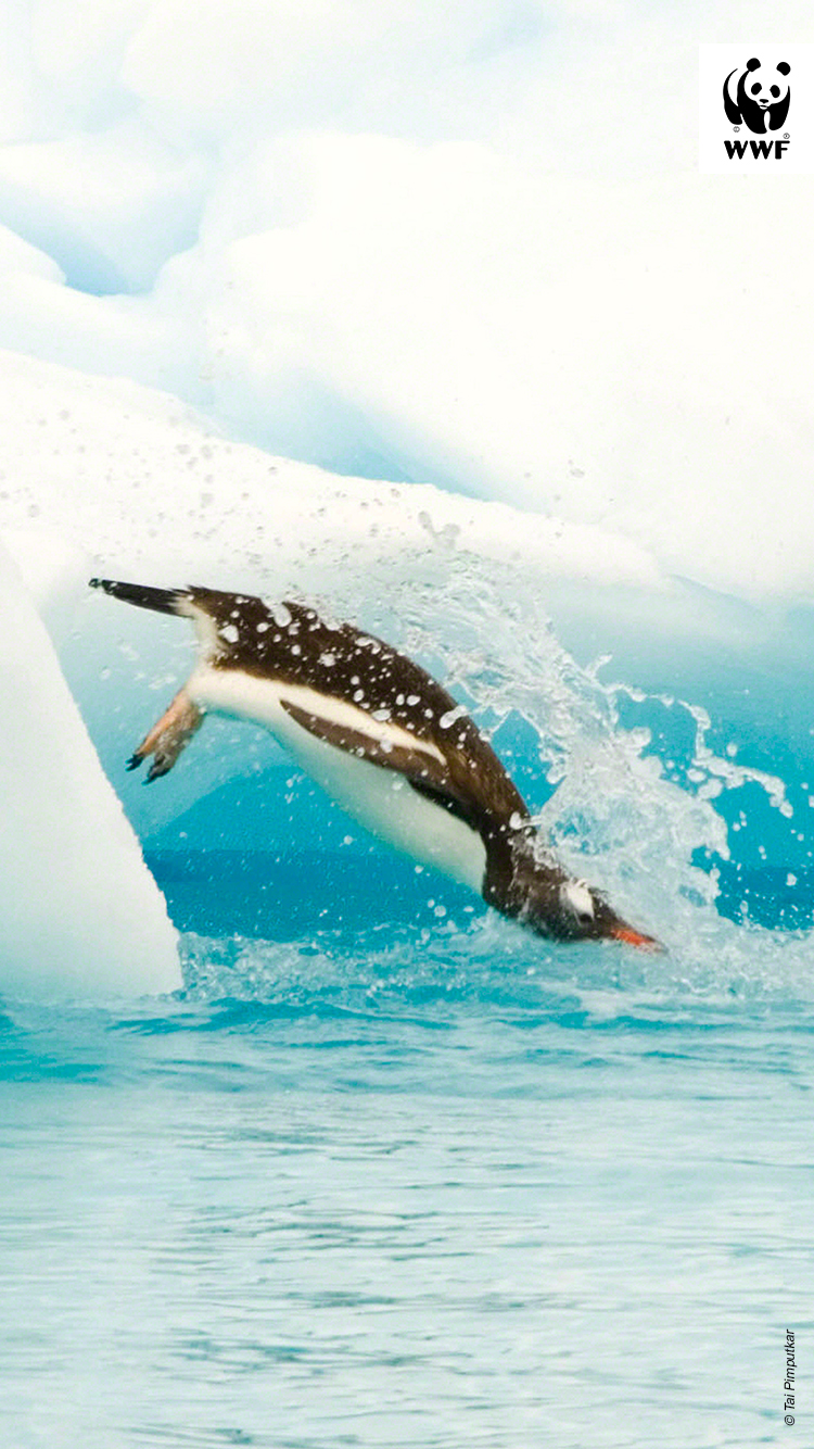 Penguin diving into water Penguins on ice diving into water