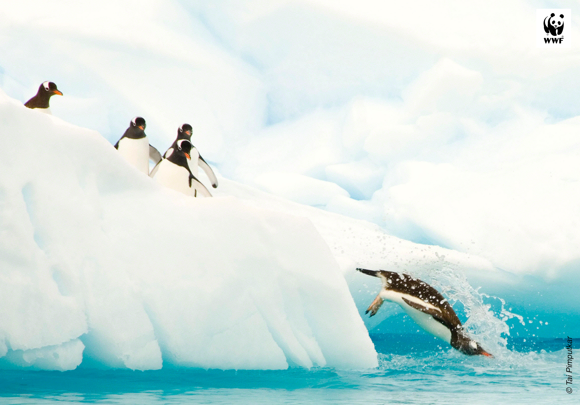 Penguins on ice diving into water Penguins on ice diving into water