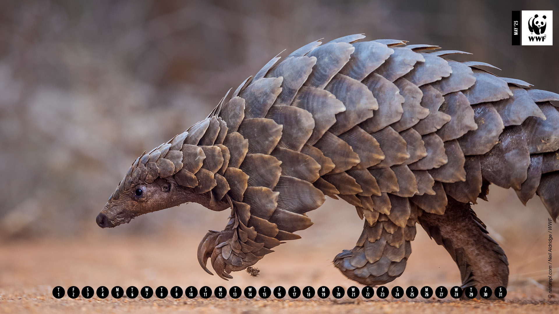Pangolin walking Pangolin walking