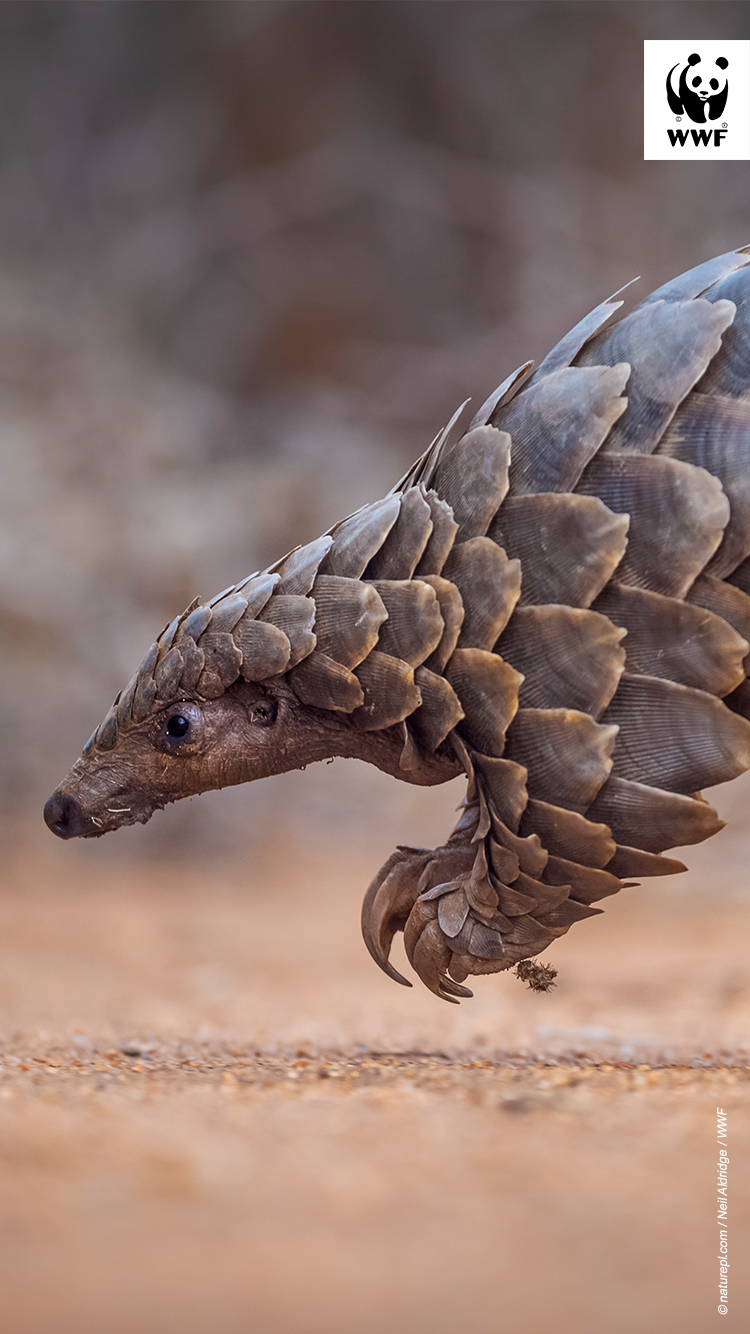 Pangolin walking Pangolin walking