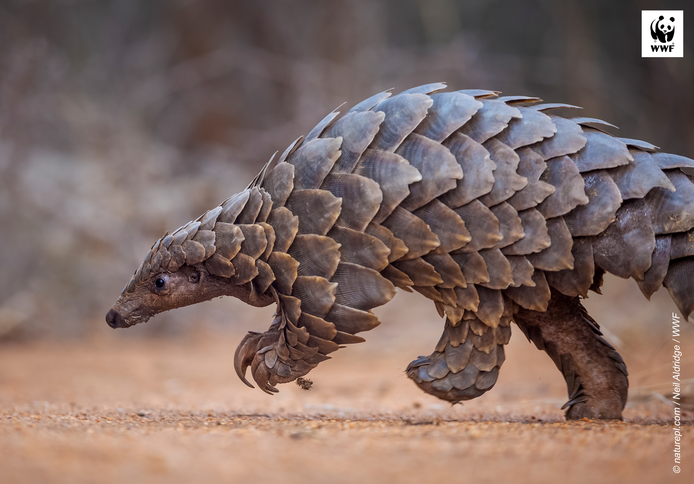 Pangolin walking Pangolin walking