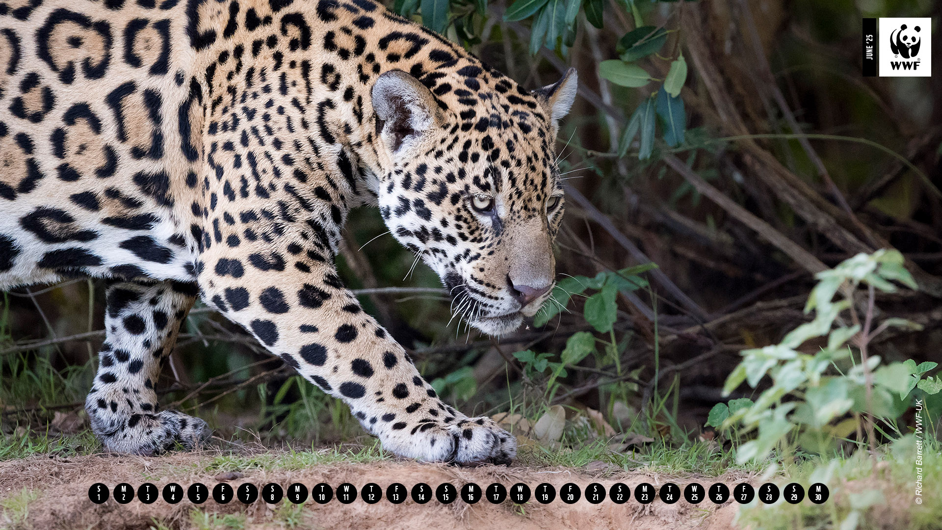 Jaguar in the wild