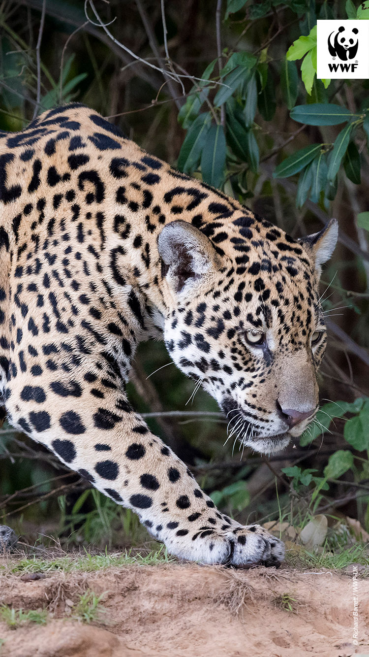 Jaguar in the wild