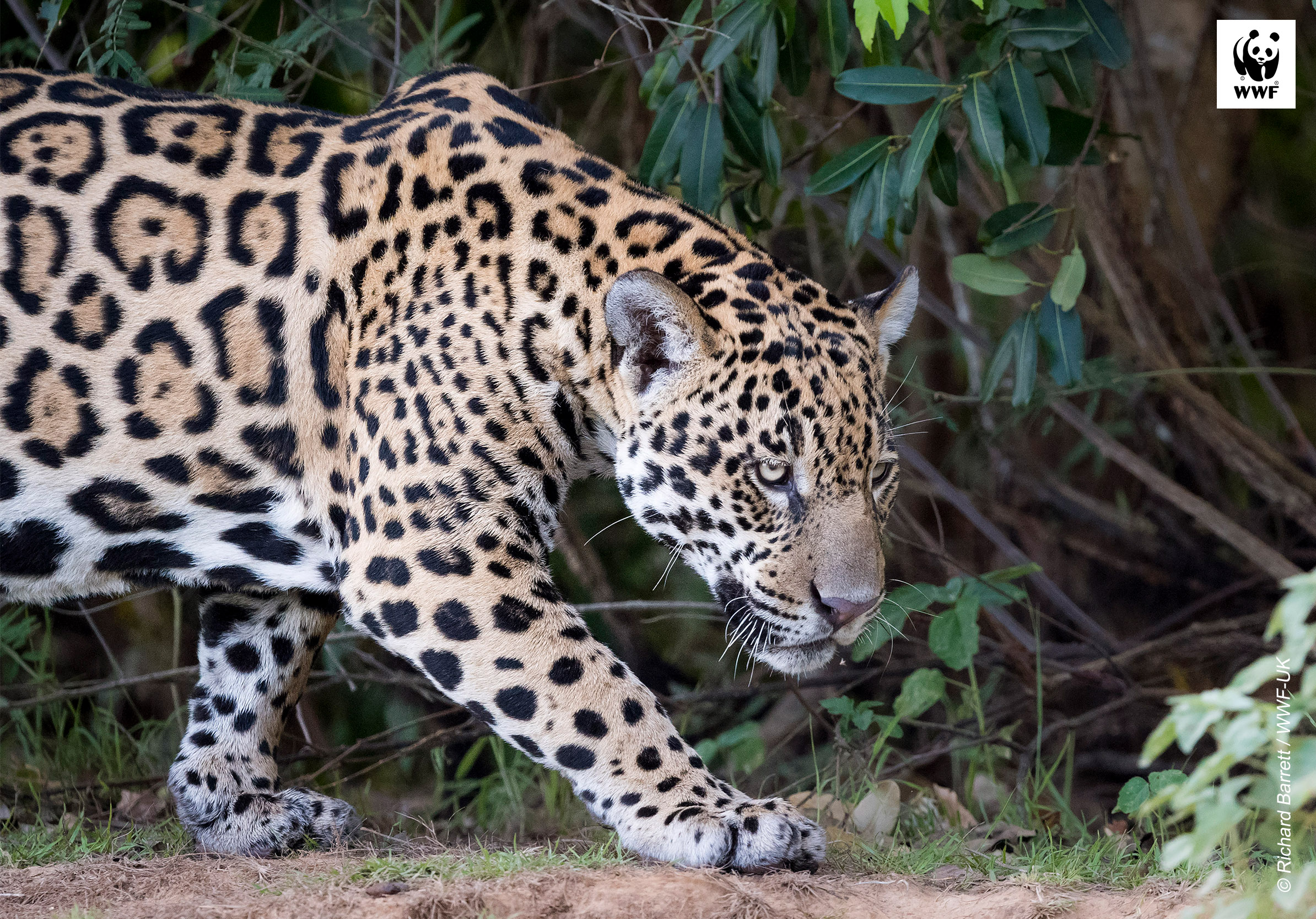 Jaguar in the wild