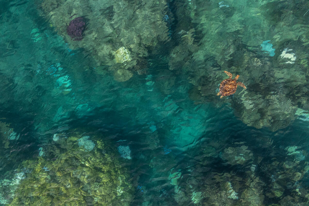 A green sea turtle (Chelonia mydas) cruises along the shallow coastal waters surrounding Yakuvewaswa Island