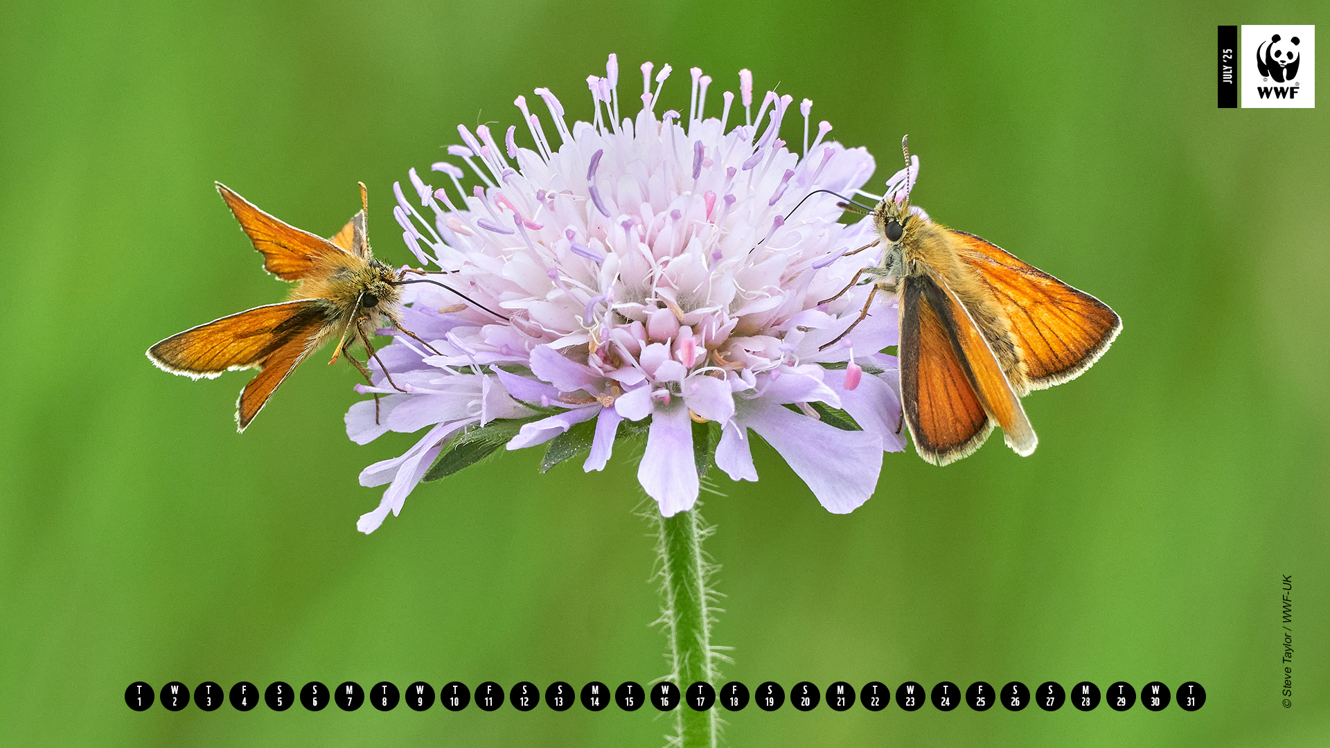 Orange butterfly on flower