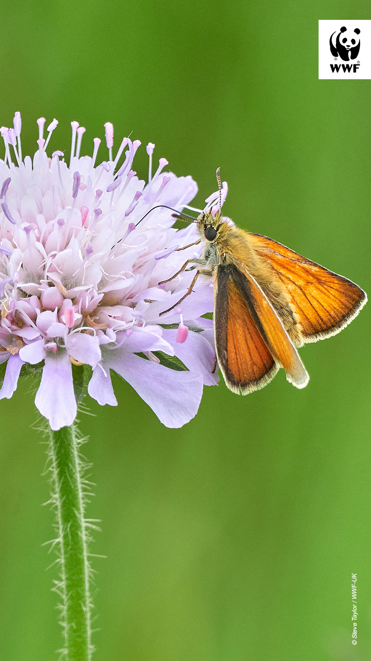 Orange butterfly on flower