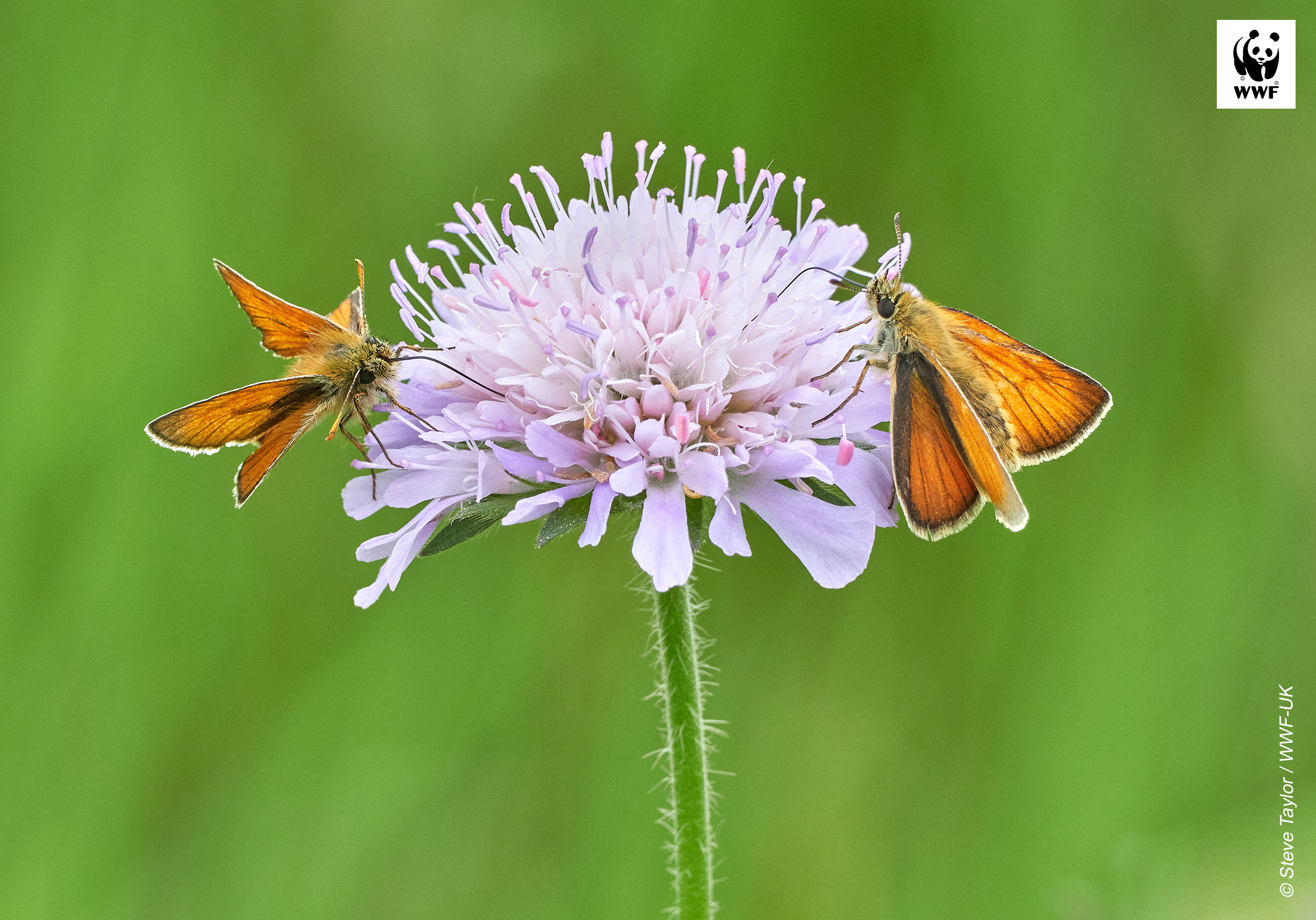 Orange butterfly on flower